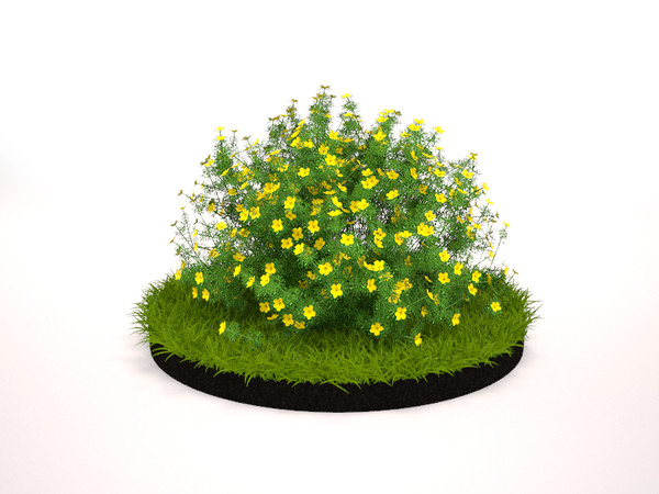 plant flowers 3d 3ds - Goldfinger Potentilla... by MasterPixel